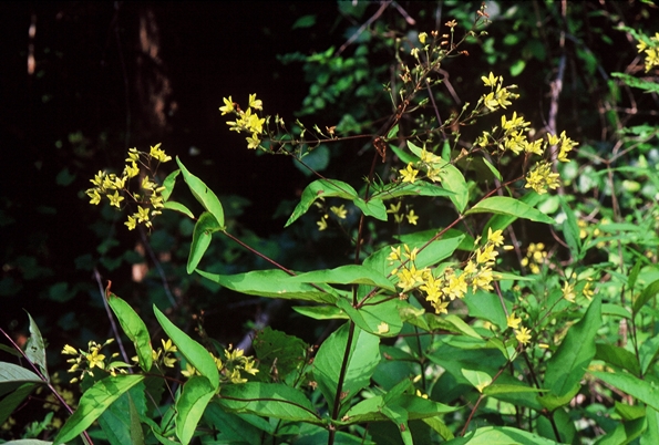 {Lysimachia fraseri}